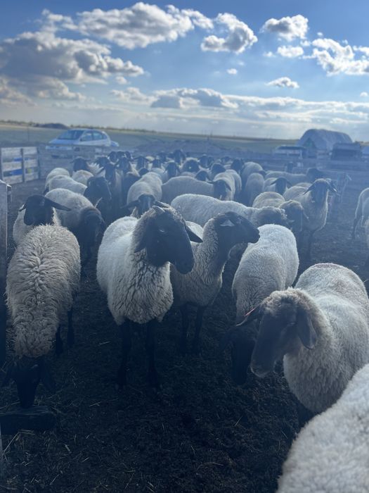 Vand oi carabase cu cap negru de teleorman