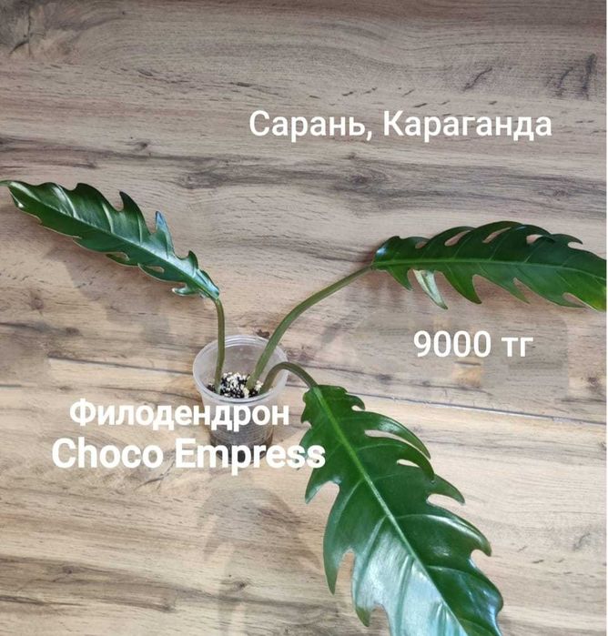 Филодендрон филодендрон