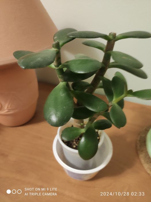 Продам " дамское счастье " , молодые суккуленты