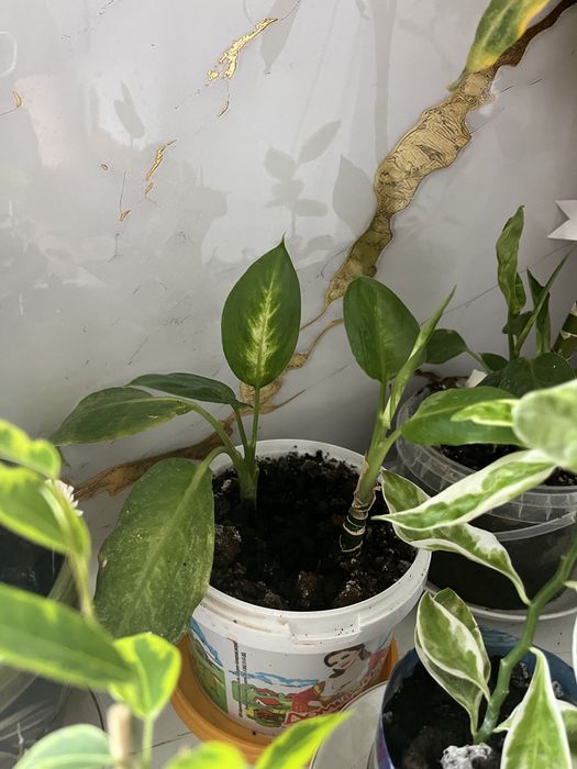 Цветы домашние