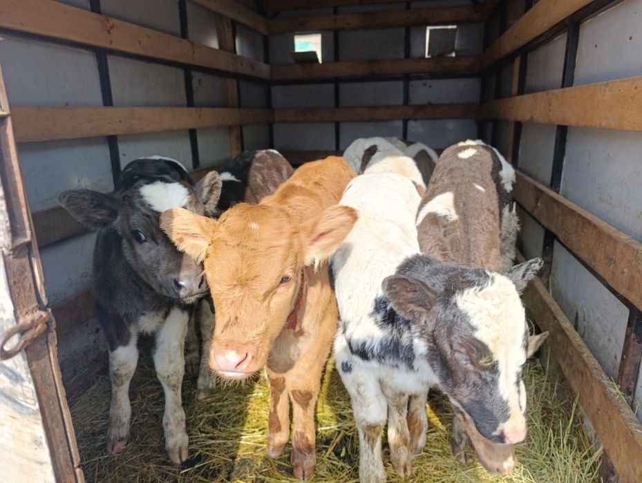 Телята бычки 7 голов Еркек бузаулар