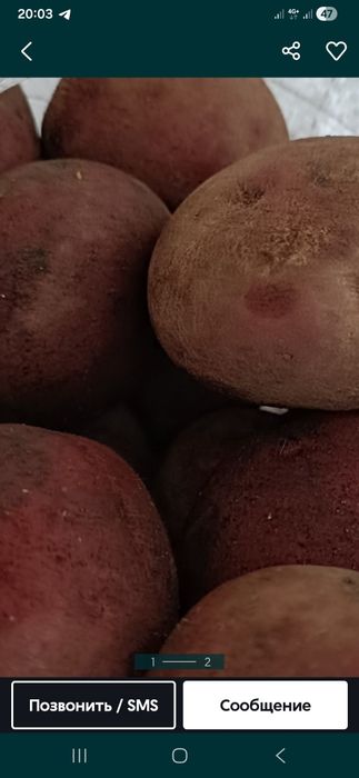 Домашная Картошка