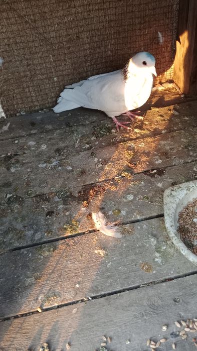 Голубь бакинский шейка