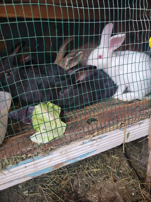 Крольчата шести недельные здоровые , трех окрасов