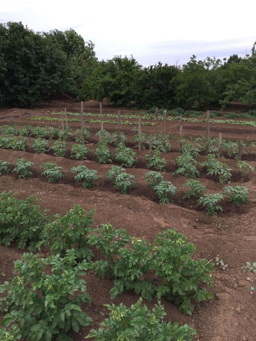 Продам дачу в общ. Союз