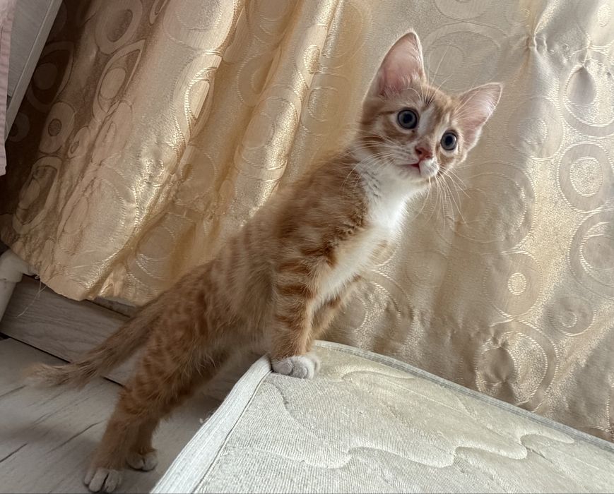 Отдам котёнка в добрые руки