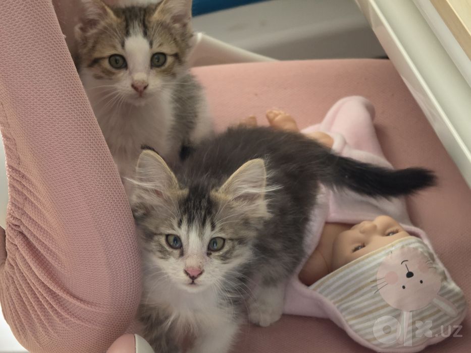 Котята в добрые руки