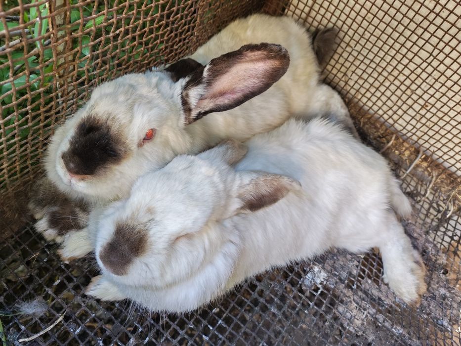 Калифорния Куенла