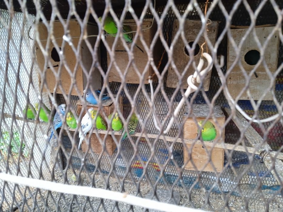 Валнистый попугайлар сотилади