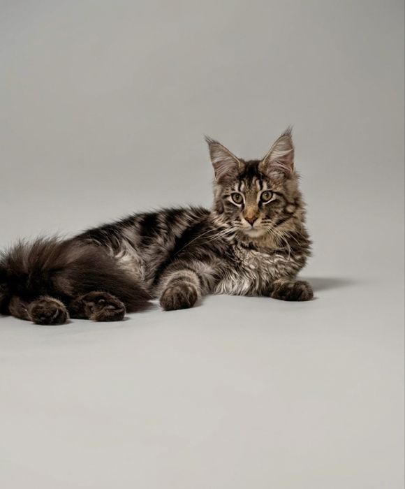 Мейнкун ,2 мальчика