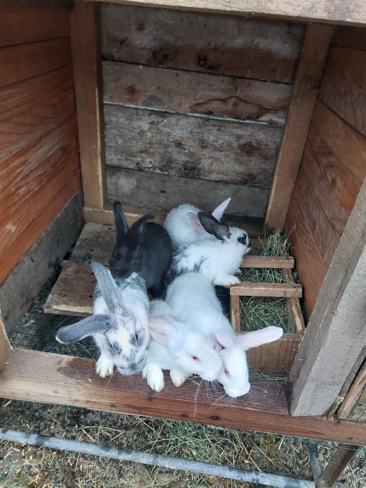 Iepurasi de vanzare Caracal