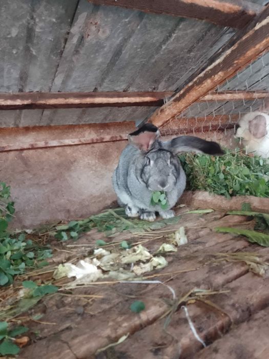 Iepuri belgieni de vânzare unele sunt gestante sau schimb cu rate gîșt