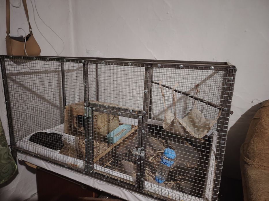 Продам морских свинок +клетка