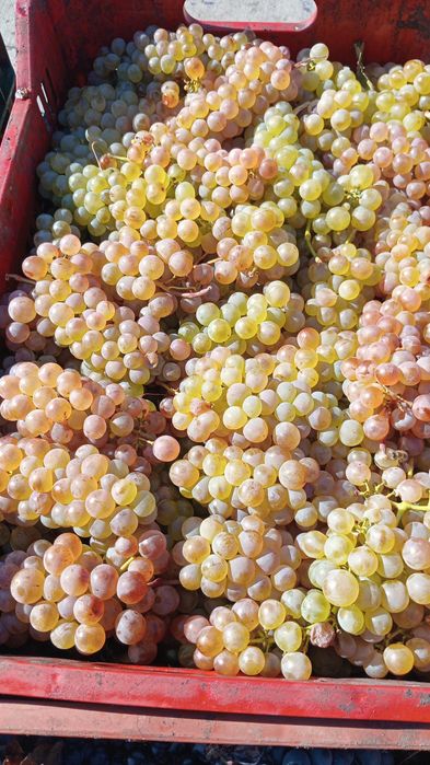Vand struguri de vin livrez la domiciliu pret 3 lei kg