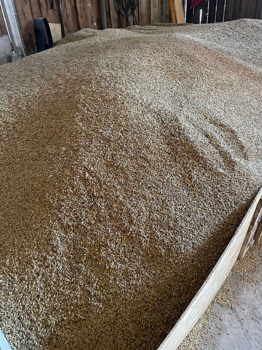 Vând ovăz și triticala