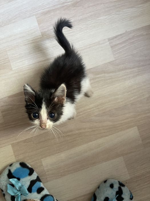 Отдам котенка в добрые руки
