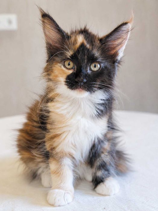 Maine Coon Felisa Lynx Rune Code Pui Maine Coon femelă – Capodoperă Genetică, pedigree(Desen Caramel Rarist) |