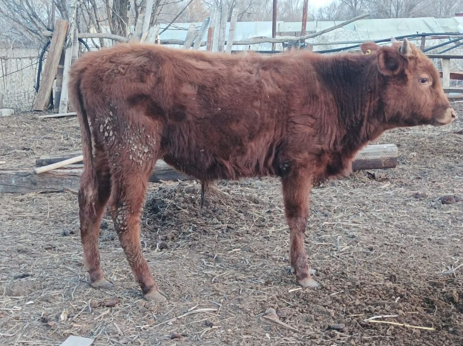 Продам быка полтора года