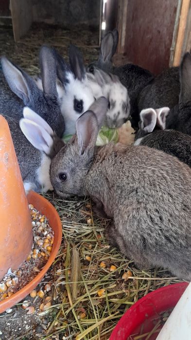 Quyonchalar sotiladi