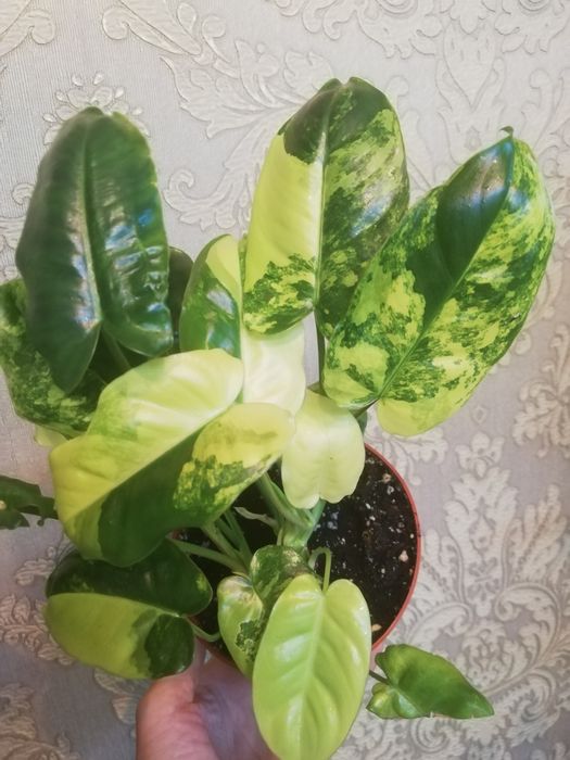 Комнатные растения