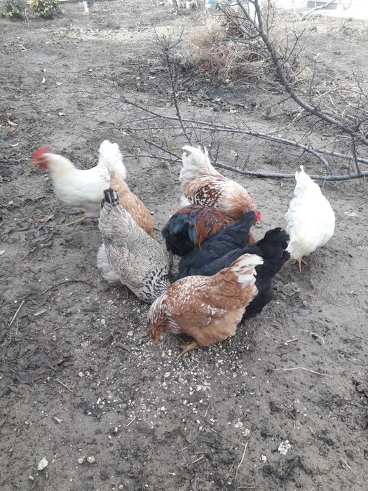 Продам куры домашние.
