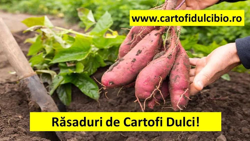 Semințe, răsad, răsaduri, sămânța, lăstari, butași de Cartofi Dulci !