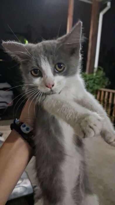 Отдаю котят в хорошие руки