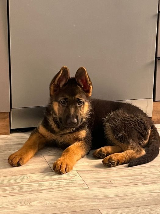 Продается щенок немецкой овчарки