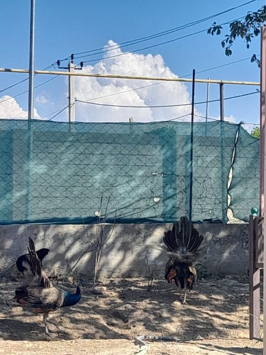 Павлин 3 еркек 1 ұрғаш