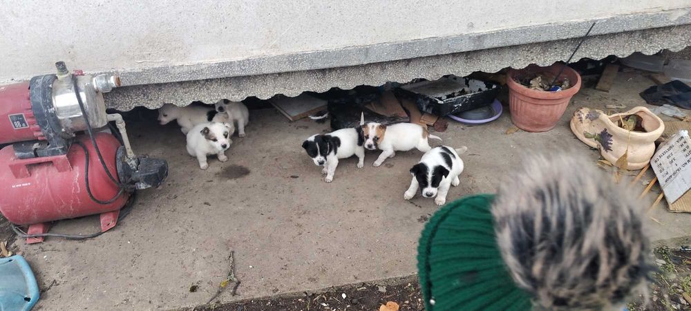 Джак Ръсел бебе на 2мес