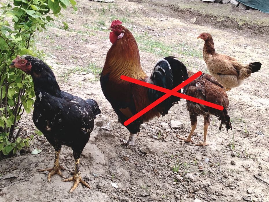 Dakan tovuqlar sotiladi