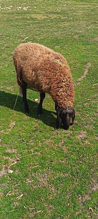 Vand oi cărăbașre sârbești