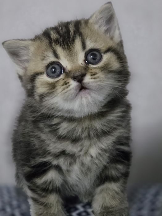 Британские котята