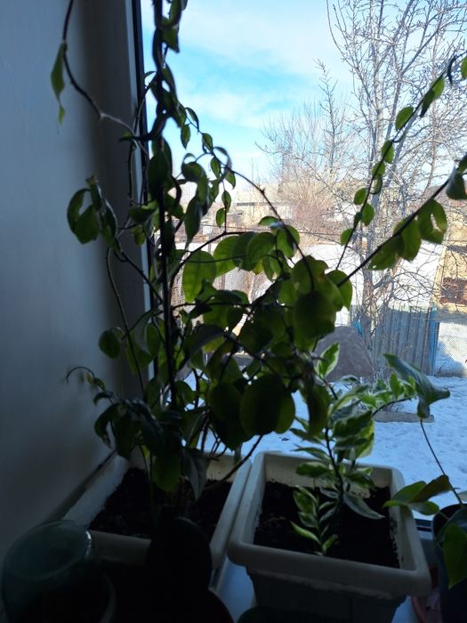 Продам комнатные цветы