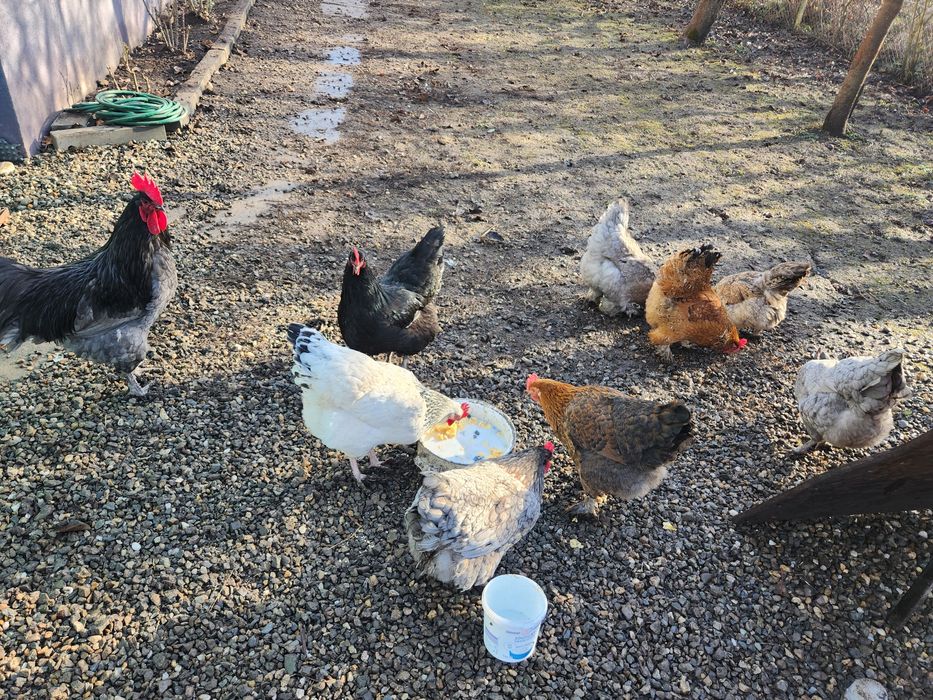 Ouă pentru incubat Australorp albastru,Sussex și alte rase vezi poze