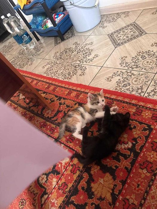 Котята, отдам в хорошие руки