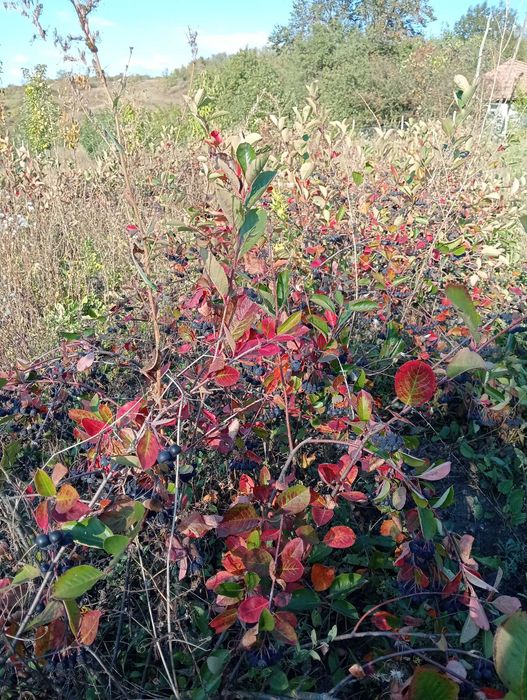Aronia de vanzare