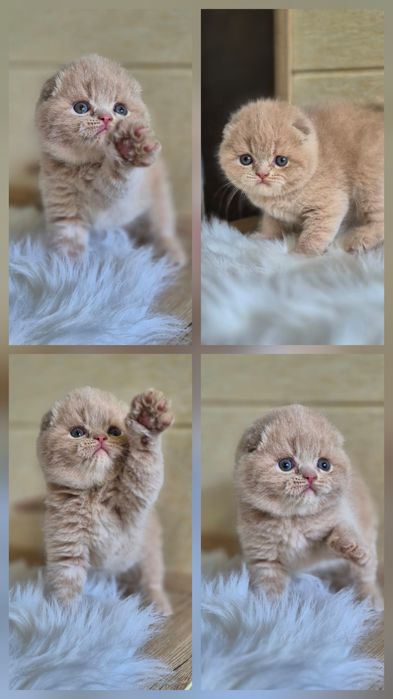 Продаются скоттиш фолд