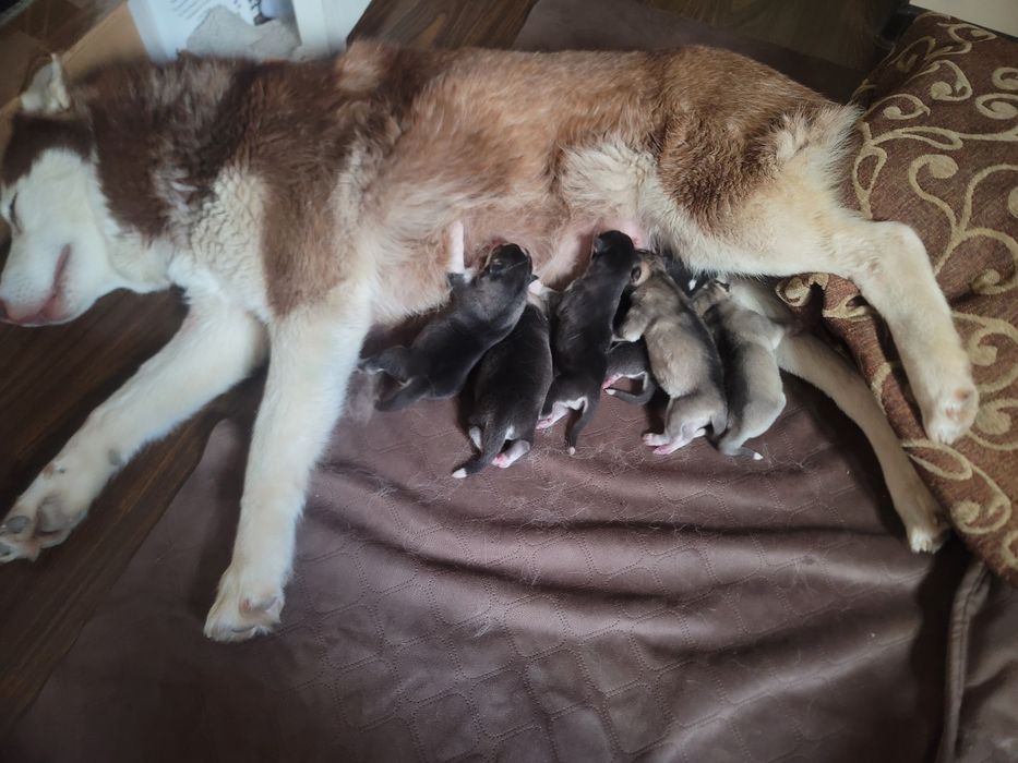 Скоро в продаже родившися 14 февраля хаски