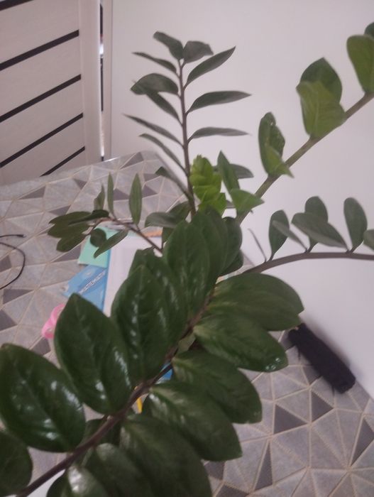 Комнатные цветы доллар