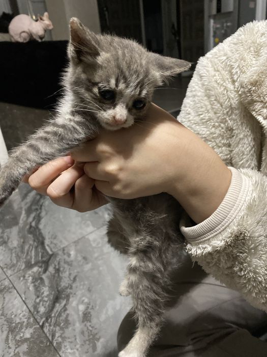 Отдам котенка в хорошие руки