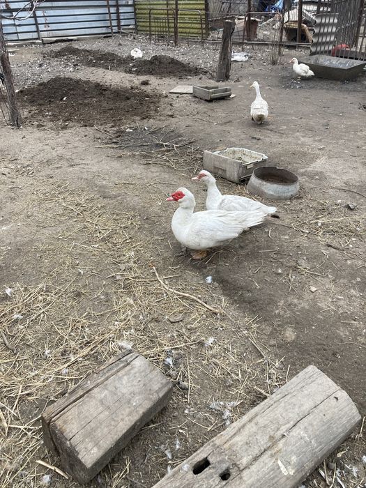 Утки Индаутка кряквы