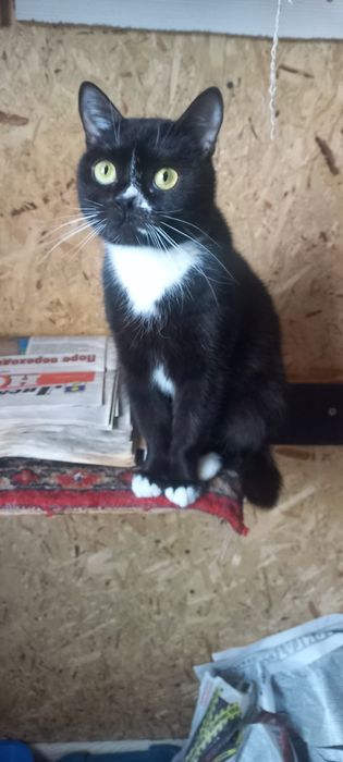 Котенок  ищет  дом