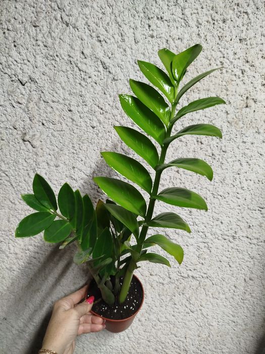 Замиокулькас Равен