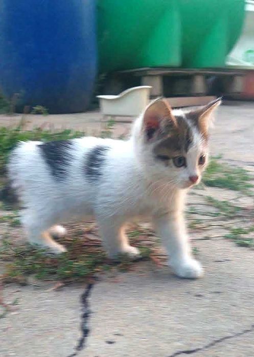 Котята ищут хозяина