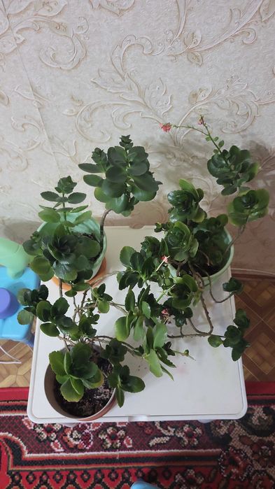 Комнатные растения