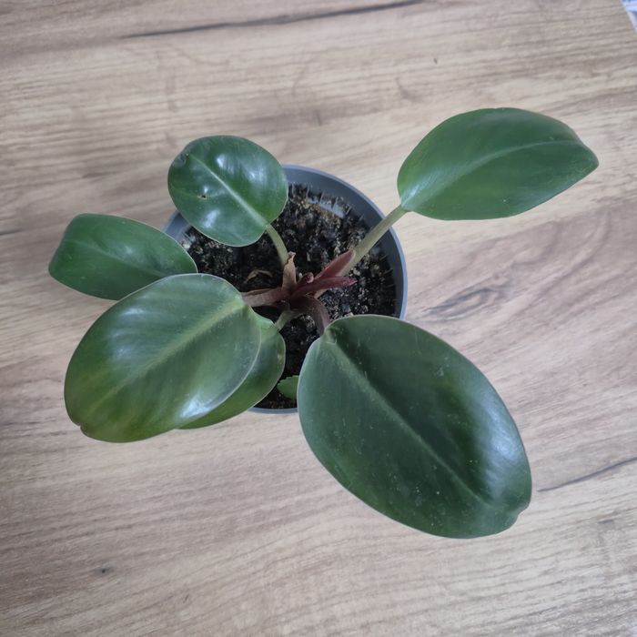 филодендрон рохо конго