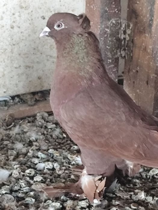 Голуби бакинских