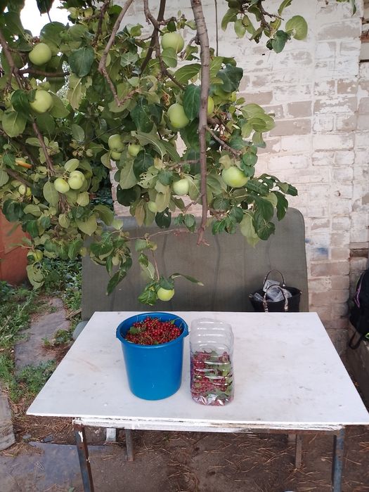 Две  дачи на кривом озере