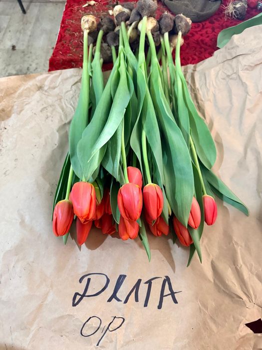 Тюльпан оптом и в розницу